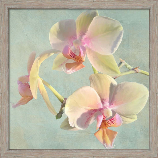 Jewel Orchids I by Luca Villa, Framed Art