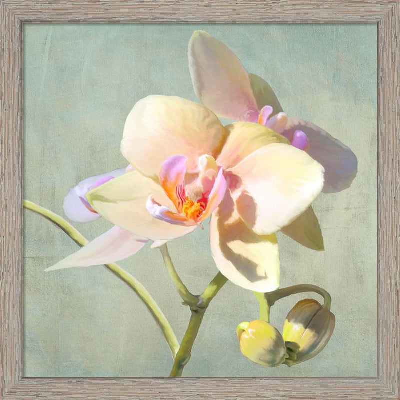 Jewel Orchids II by Luca Villa, Framed Art