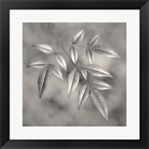 Botanical Study No. 4 by Nicholas Bell, Framed Art