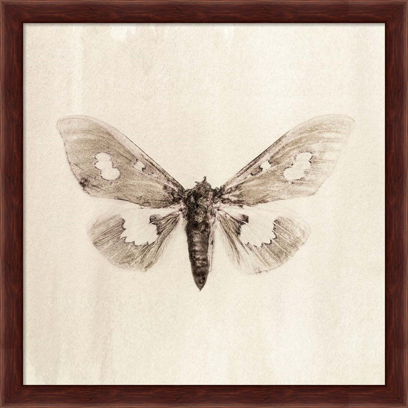 Sepia Moth by Incado, Framed Art