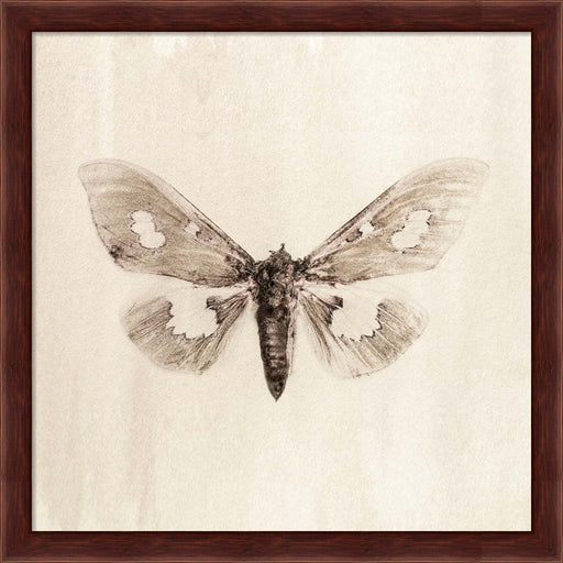 Sepia Moth by Incado, Framed Art