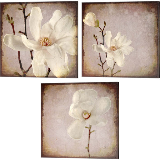 Paper Magnolia by LightBoxJournal, 3 Piece Canvas Art Set