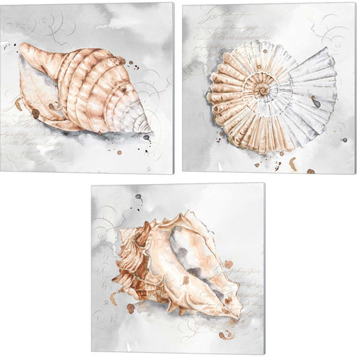 Blush Shell by Eva Watts, 3 Piece Canvas Art Set