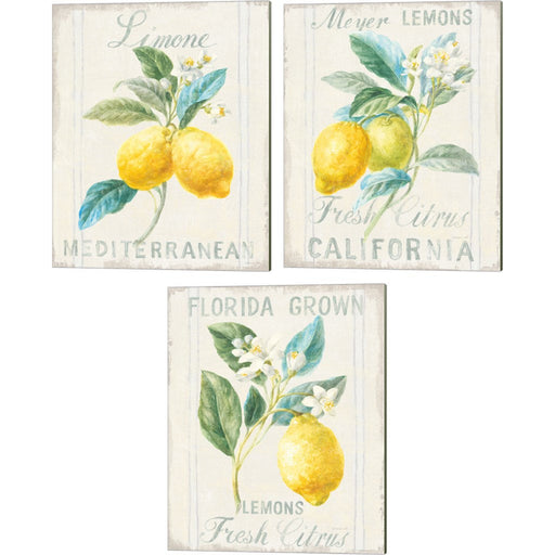 Floursack Lemon by Danhui Nai, 3 Piece Canvas Art Set