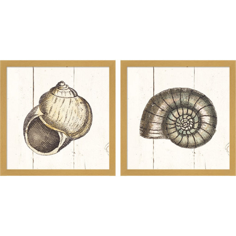Shell Sketches Shiplap A by Wild Apple Portfolio, 2 Piece Natural Framed Art Set