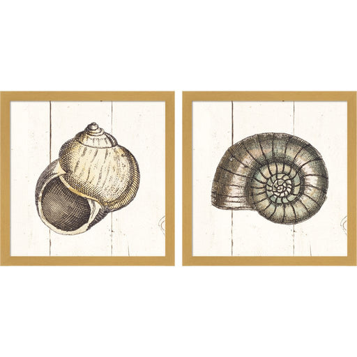 Shell Sketches Shiplap A by Wild Apple Portfolio, 2 Piece Natural Framed Art Set