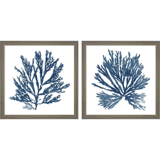 Pacific Sea Mosses Blue on White by Wild Apple Portfolio, 2 Piece Rustic Grey Framed Art Set