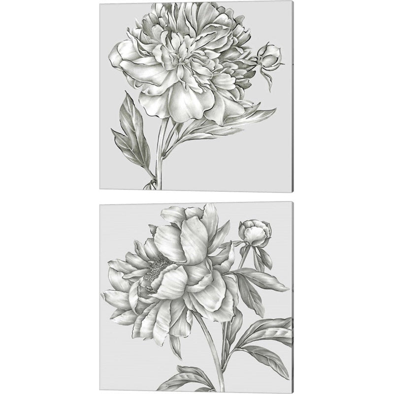 Glorious Peony by Eva Watts, 2 Piece Canvas Art Set