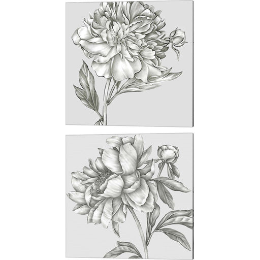 Glorious Peony by Eva Watts, 2 Piece Canvas Art Set