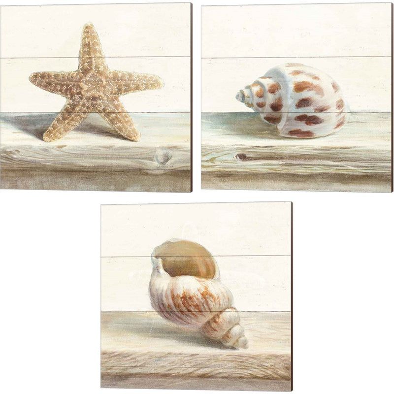 Driftwood Shell by Danhui NAI, 3 Piece Canvas Art Set