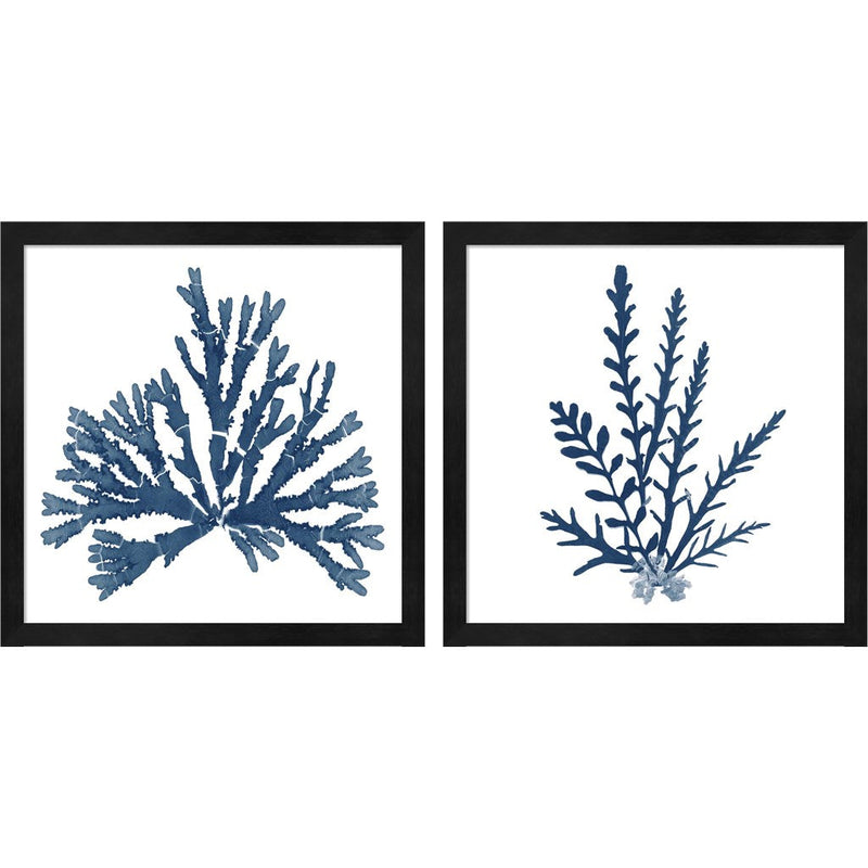 Pacific Sea Mosses Blue on White by Wild Apple Portfolio, 2 Piece Black Framed Art Set
