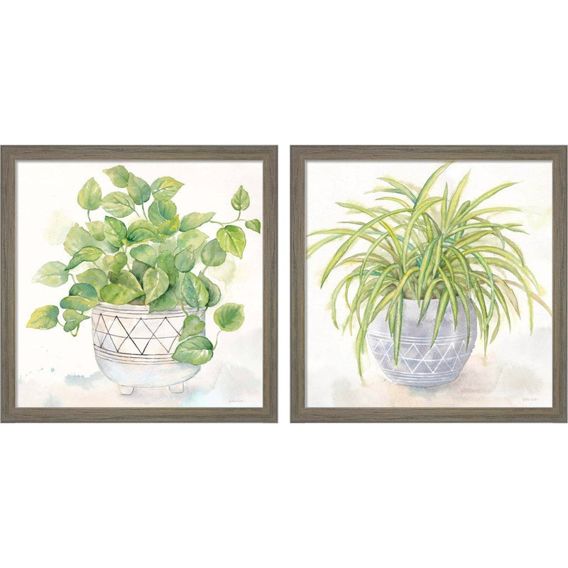 Houseplant (Philodendron & Spider Plant) by Cynthia Coulter, 2 Piece Rustic Grey Framed Art Set