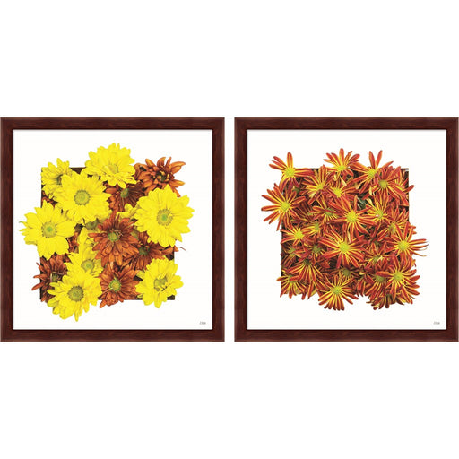 Floral Pop by Donnie Quillen, 2 Piece Brown Framed Art Set