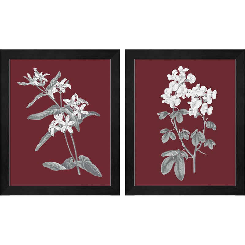 Pomegranate Botanical A by Wild Apple Portfolio, 2 Piece Black Framed Art Set