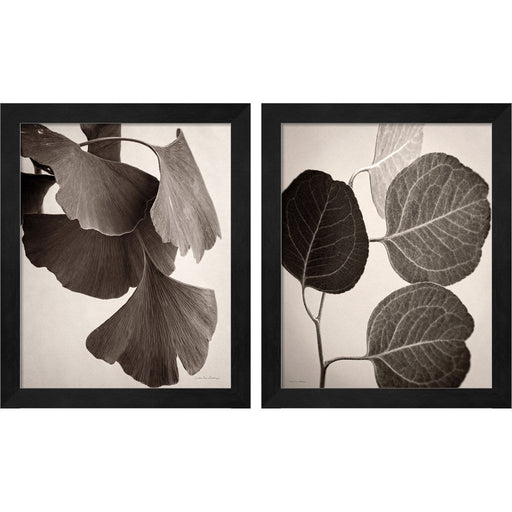 Gingko & Eucalyptus Sepia by Debra Van Swearingen, 2 Piece Black Framed Art Set
