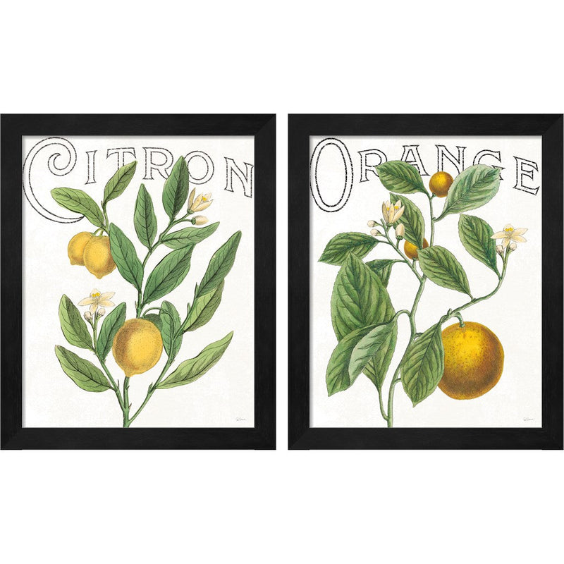 Classic Citrus by Sue Schlabach, 2 Piece Black Framed Art Set