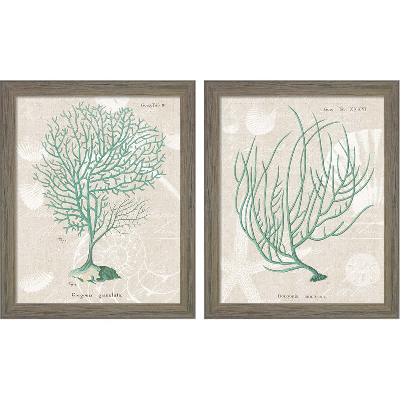 Gorgonia Granulata & Miniacea on Linen Sea Foam by Wild Apple Portfolio, 2 Piece Rustic Gray Framed Art Set