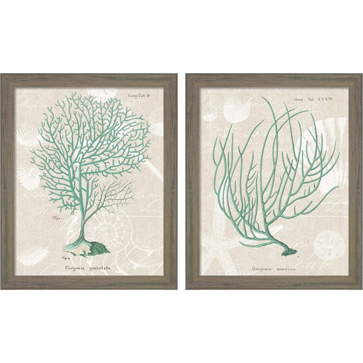 Gorgonia Granulata & Miniacea on Linen Sea Foam by Wild Apple Portfolio, 2 Piece Rustic Gray Framed Art Set