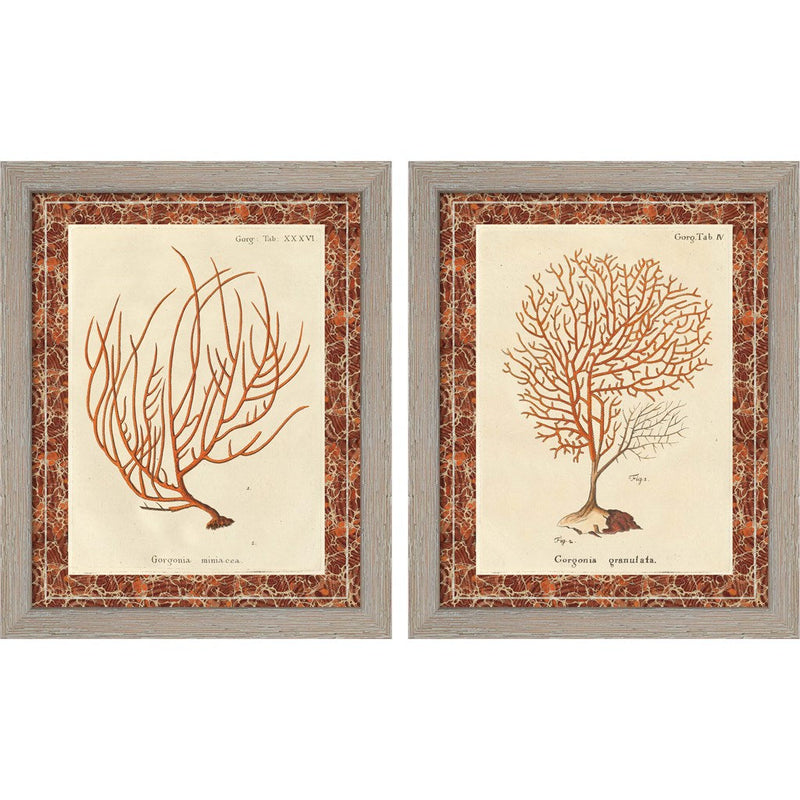 Gorgonia Miniacea & Granulata Marble by Wild Apple Portfolio, 2 Piece Rustic White Framed Art Set