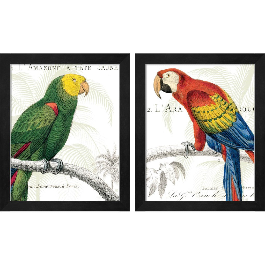 Parrot Art Collection: Captivating Avian Masterpieces for Your Home