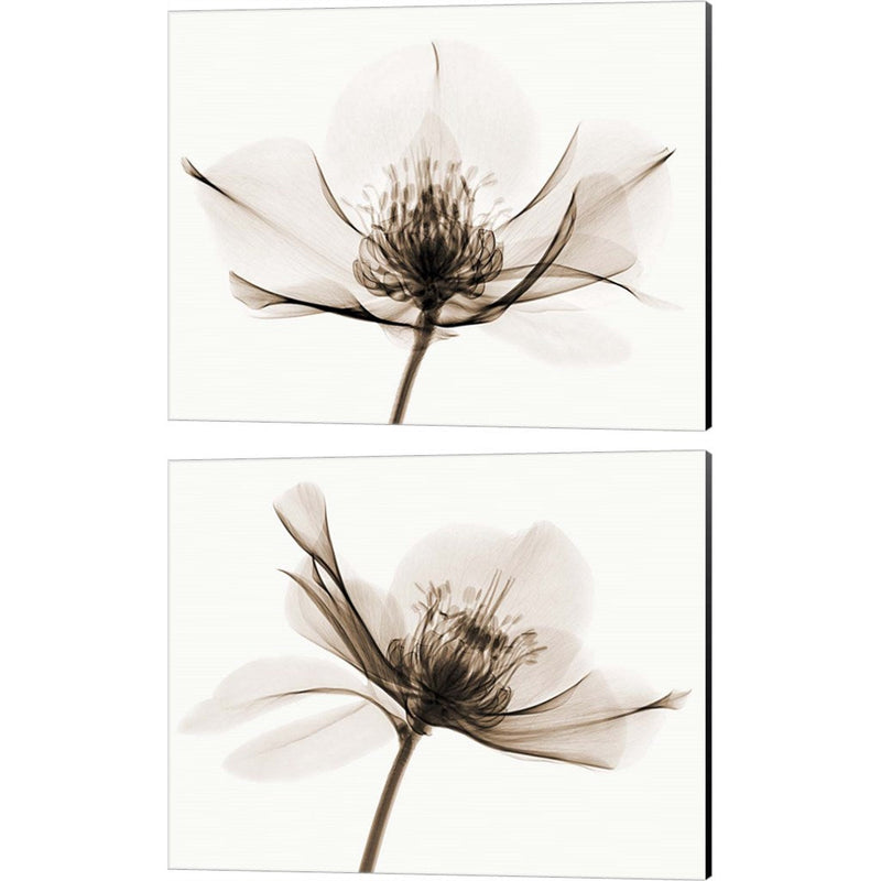 Hellebore by Robert Coop, 2 Piece Canvas Art Set