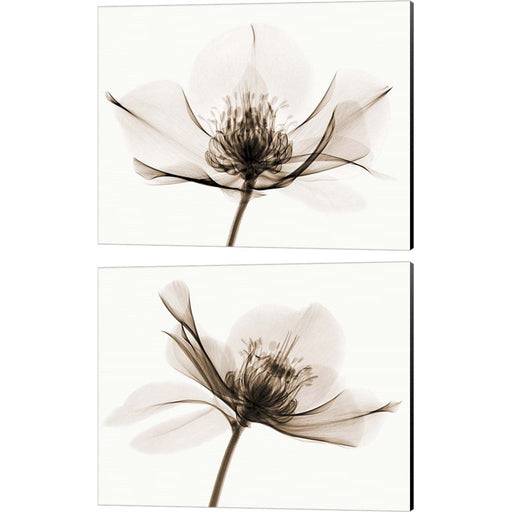 Hellebore by Robert Coop, 2 Piece Canvas Art Set