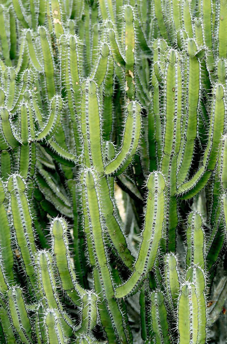 Cactus art framed Set of 3