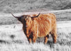 Highland Cow art print Buffalo Animal Print Decor