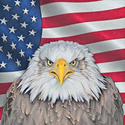 Bald eagle USA framed art home wall decor 19x19 - Modern Memory Design Picture frames - New Jersey Frame shop custom framing