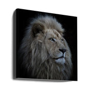 Proud Lion Square Canvas Art  Louise Wolbers 