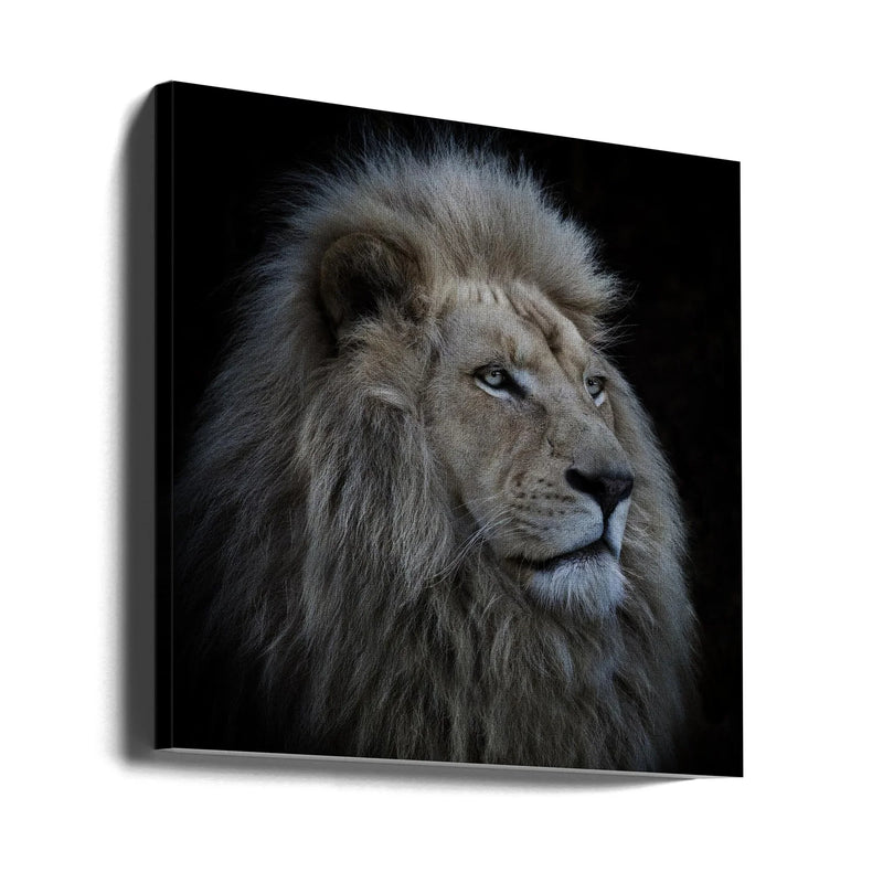 Proud Lion Square Canvas Art  Louise Wolbers 