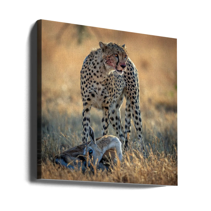 cheetah by AHMAD AL SAFFAR Square Canvas Print Art for Modern Home Decor. Decorate your office or living room with canvas artwork