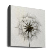 Tragopogon Square Canvas Art  Lotte Grønkjær 