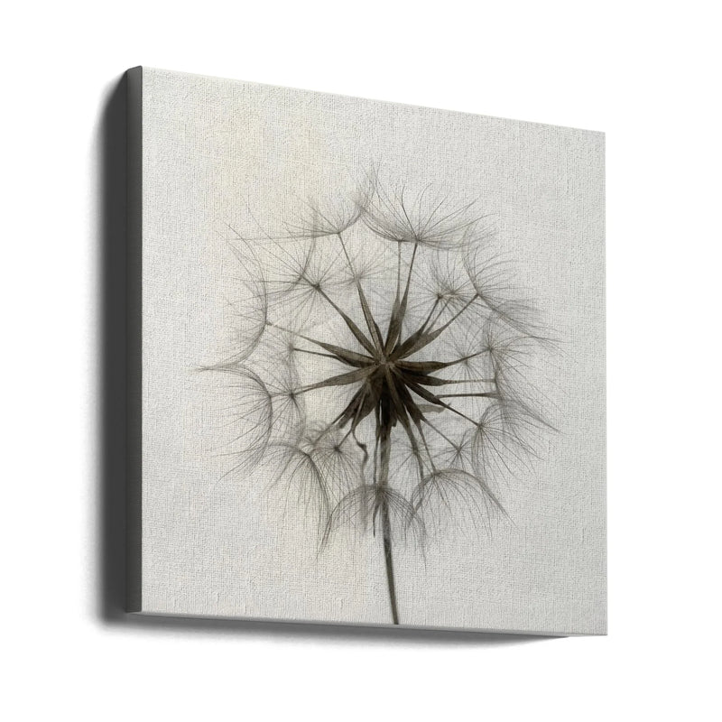Tragopogon Square Canvas Art  Lotte Grønkjær 