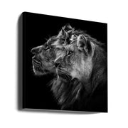 Lion and  lioness portrait Square Canvas Art  Laurent Lothare Dambreville 