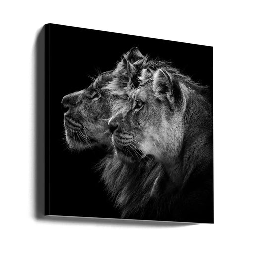 Lion and  lioness portrait Square Canvas Art  Laurent Lothare Dambreville 