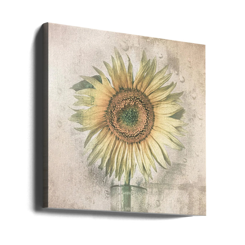 sunflower by Kerstin Kaufmann Square Canvas Print Art for Modern Home Decor. Decorate your office or living room with canvas artwork