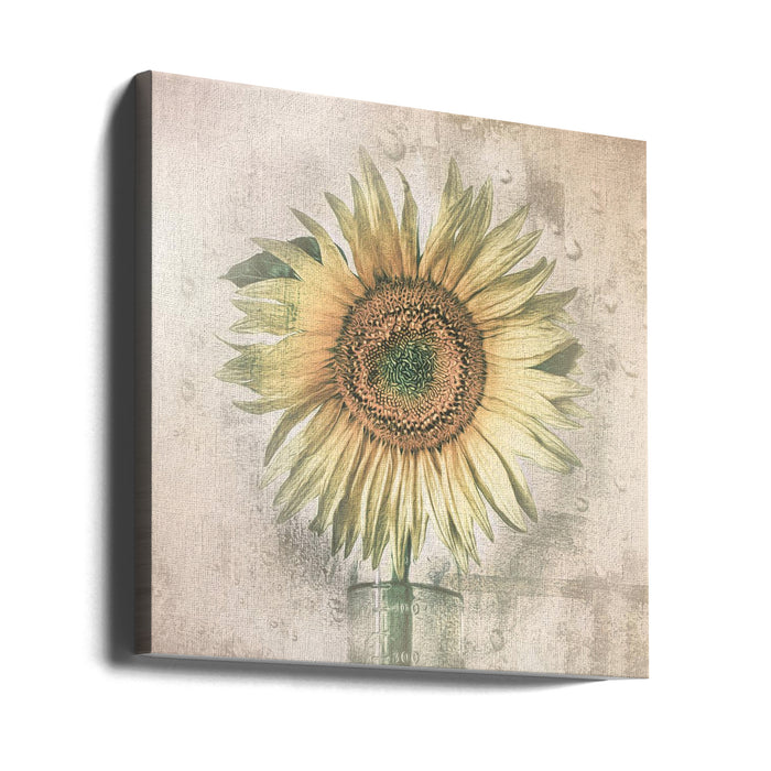 sunflower Square Canvas Art Print