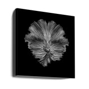 The Flower of tail Square Canvas Art  Andi Halil 