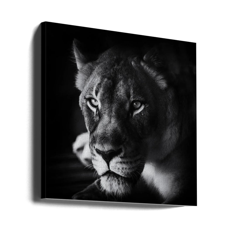 The Look Square Canvas Art  Jerry Berry 