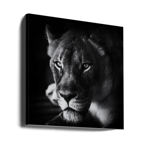 The Look Square Canvas Art  Jerry Berry 