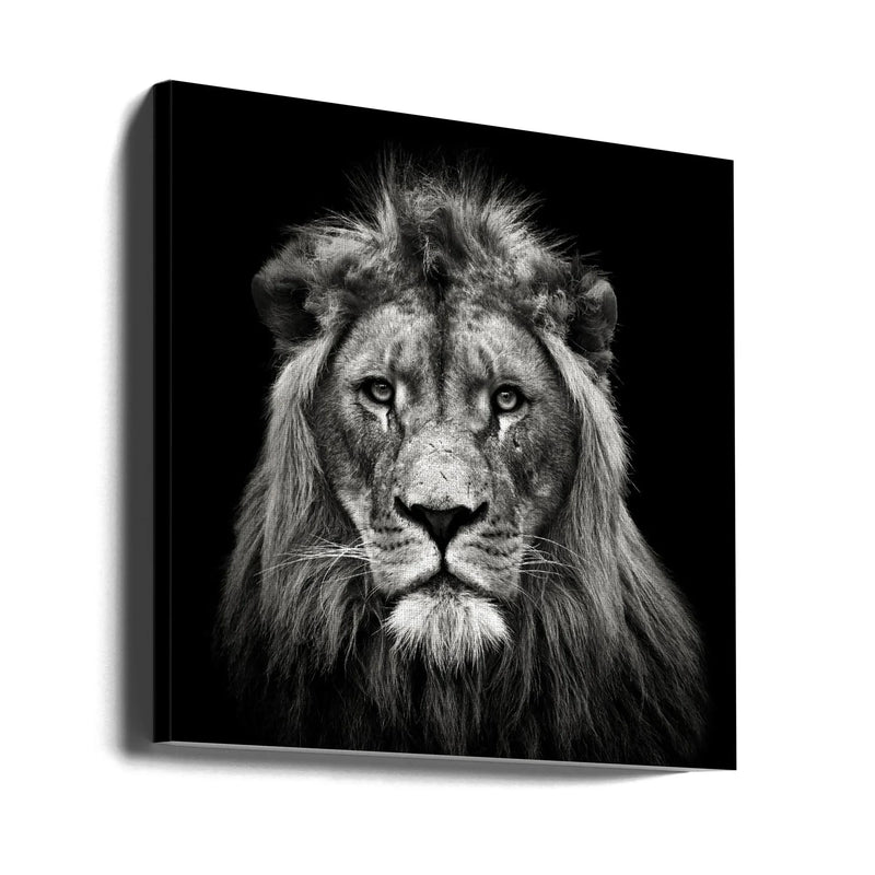 Young Male Lion Square Canvas Art  Christian Meermann 