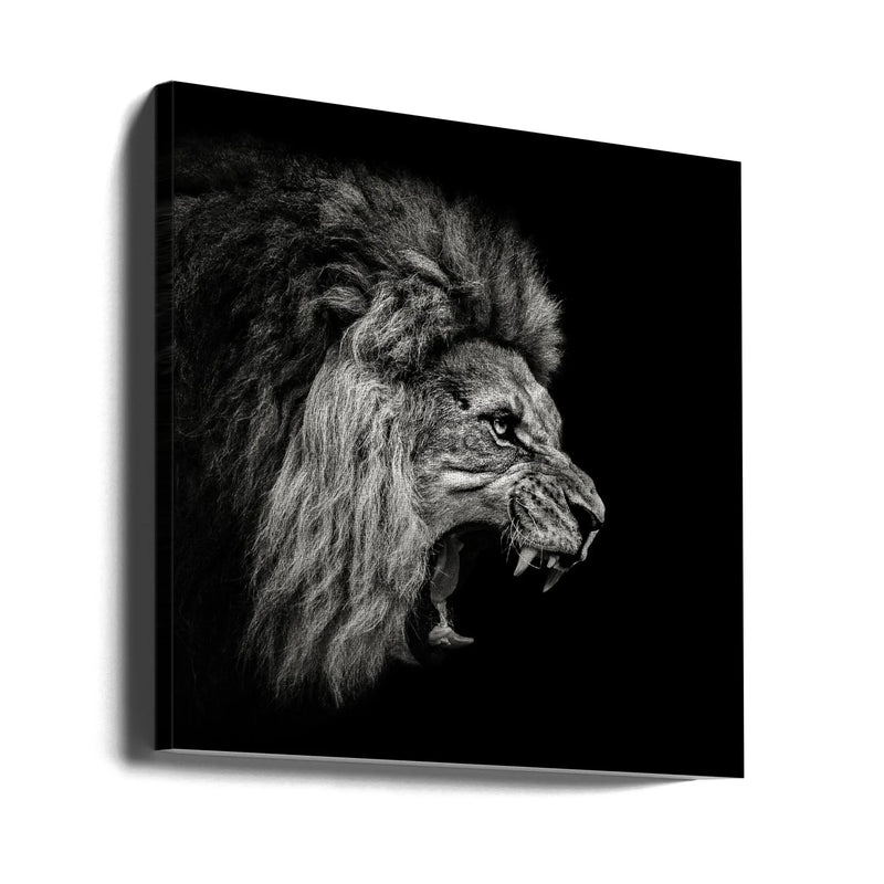 Roaring Lion #2 Square Canvas Art  Christian Meermann 