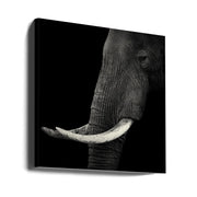 Elephant profile Square Canvas Art  Hannes Bertsch 