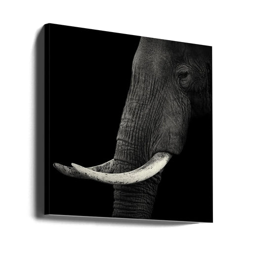 Elephant profile Square Canvas Art  Hannes Bertsch 