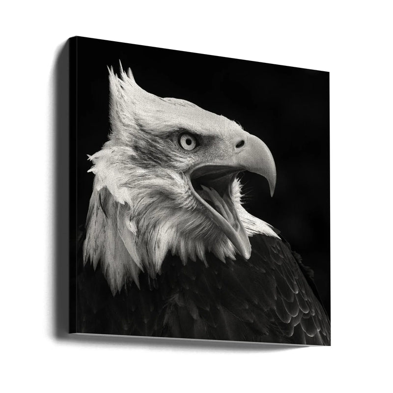 The American Eagle by Vincent Willems Square Canvas Print Art for Modern Home Decor. Decorate your office or living room with canvas artwork