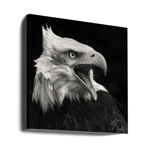 The American Eagle by Vincent Willems Square Canvas Print Art for Modern Home Decor. Decorate your office or living room with canvas artwork