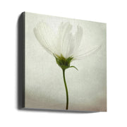 White cosmos by Lotte Grønkjær Square Canvas Print Art for Modern Home Decor. Decorate your office or living room with canvas artwork