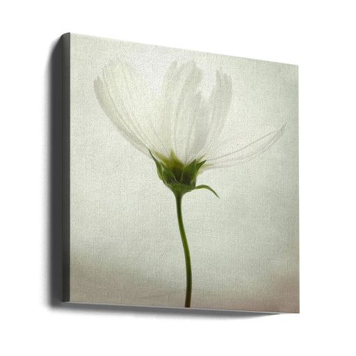 White cosmos by Lotte Grønkjær Square Canvas Print Art for Modern Home Decor. Decorate your office or living room with canvas artwork