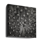 Peacock #6 Square Canvas Art  Christian Meermann 